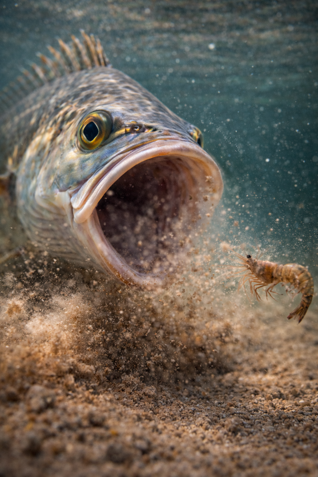 Fish with open mouth chasing a shrimp on sandy bottom